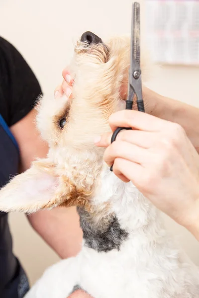 Fox terrier getting his hair cut — Stock Photo, Image