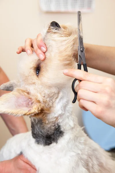 Fox terrier getting his hair cut — Stock Photo, Image