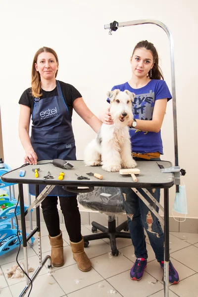 Fox Terrier lässt sich die Haare schneiden — Stockfoto