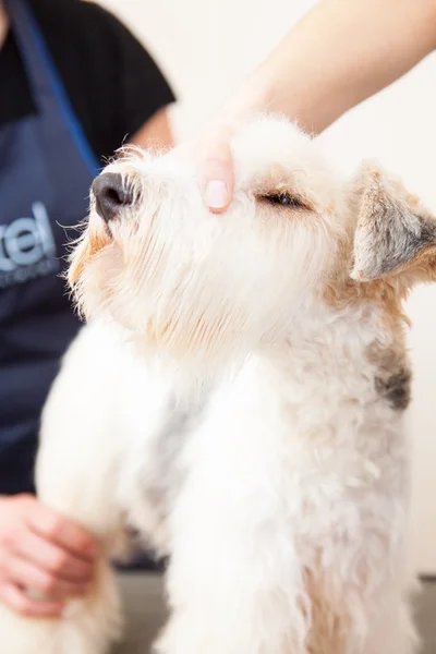 Fox terrier recebendo seu cabelo cortado — Fotografia de Stock