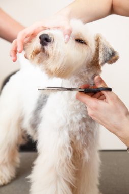 onun saç kesme getting tilki korkunç