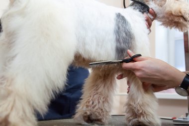 onun saç kesme getting tilki korkunç