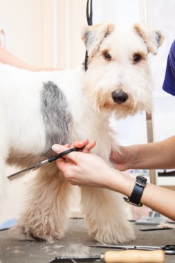 onun saç kesme getting tilki korkunç