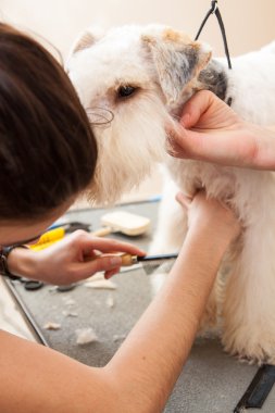 onun saç kesme getting tilki korkunç