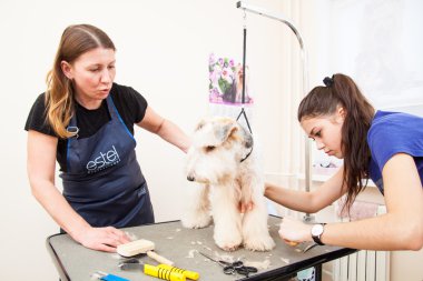 onun saç kesme getting tilki korkunç