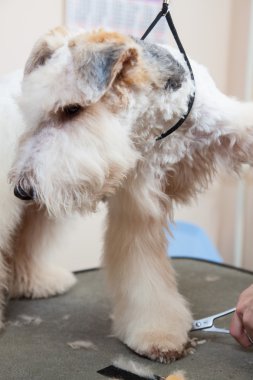 onun saç kesme getting tilki korkunç