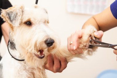 onun saç kesme getting tilki korkunç