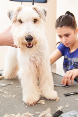 onun saç kesme getting tilki korkunç