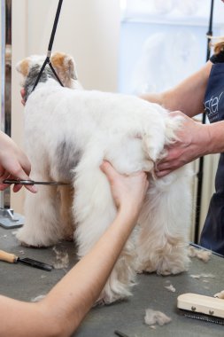 onun saç kesme getting tilki korkunç