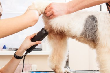 onun saç kesme getting tilki korkunç