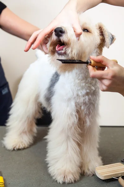 Fox terrier cortándose el pelo — Foto de Stock