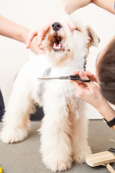 Fox terrier se faire couper les cheveux — Photo