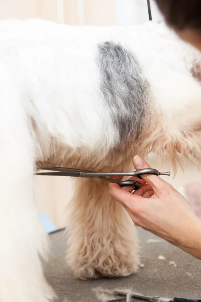 Fox terrier farsi tagliare i capelli — Foto Stock