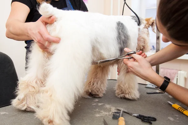 Fox terrier farsi tagliare i capelli — Foto Stock