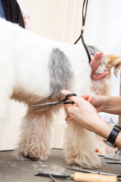 Fox terrier getting his hair cut — Stock Photo, Image