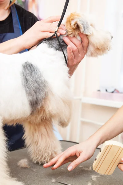 Fox Terrier lässt sich die Haare schneiden — Stockfoto