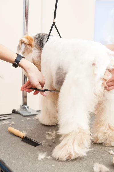 Fox terrier cortándose el pelo —  Fotos de Stock