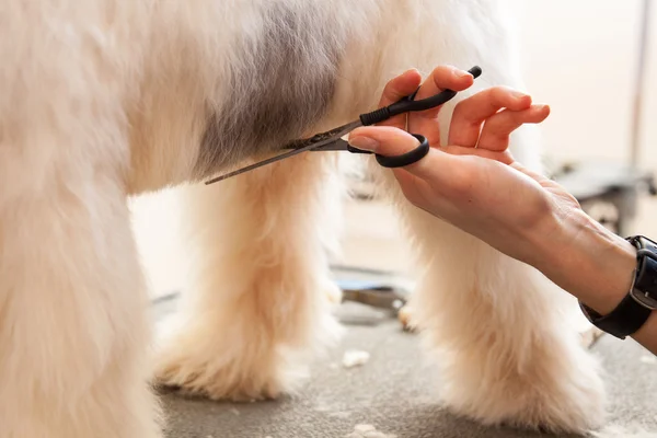 Fox terrier getting his hair cut — Stock Photo, Image