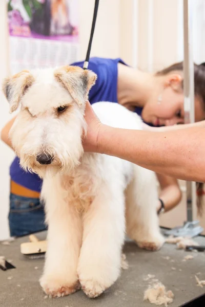 Fox Terrier lässt sich die Haare schneiden — Stockfoto
