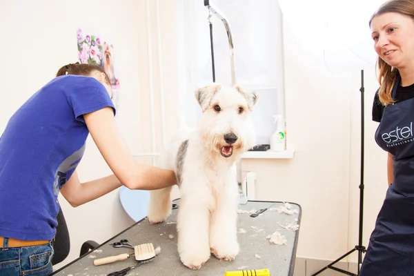 Fox terrier getting his hair cut — Stock Photo, Image