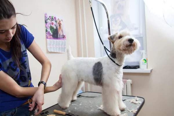 Fox terrier recebendo seu cabelo cortado — Fotografia de Stock