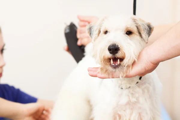 Fox terrier se faire couper les cheveux — Photo