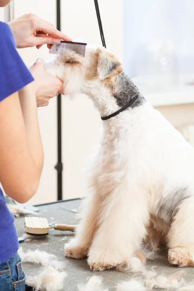 Fox terrier recebendo seu cabelo cortado — Fotografia de Stock