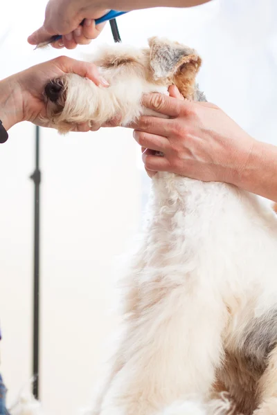 Fox terrier getting his hair cut — Stock Photo, Image