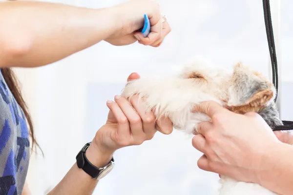 Fox terrier getting his hair cut — Stock Photo, Image