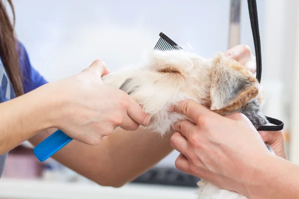 Fox terrier getting his hair cut — Stock Photo, Image