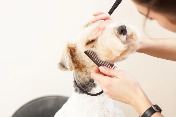 Fox terrier cortándose el pelo — Foto de Stock