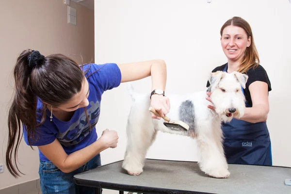 Fox terrier cortándose el pelo — Foto de Stock