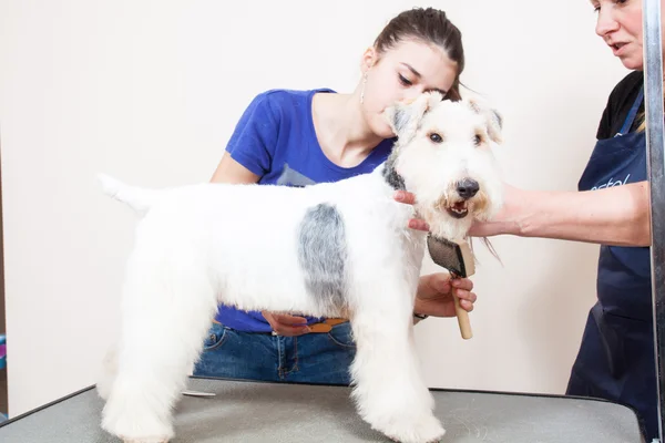 Fox terrier cortándose el pelo — Foto de Stock