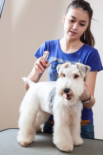 Fox terrier getting his hair cut — Stock Photo, Image