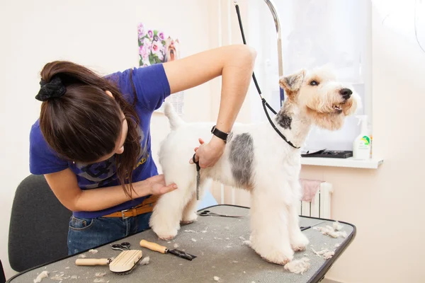 Fox terrier getting his hair cut Royalty Free Stock Images