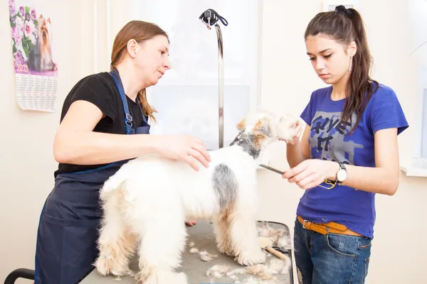 Fox terrier se faire couper les cheveux — Photo