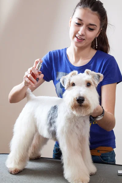 Fox terrier farsi tagliare i capelli — Foto Stock