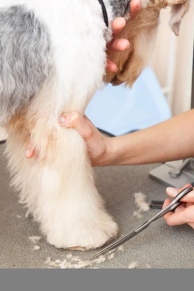 Fox terrier getting his hair cut — Stock Photo, Image