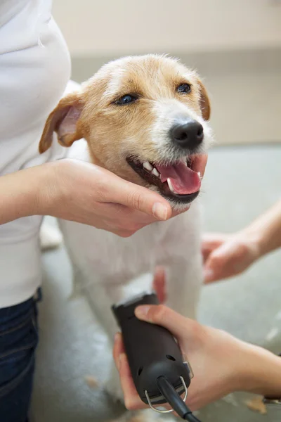 Hairdresser mows Jack Russell Terrier fur — Stock Photo, Image