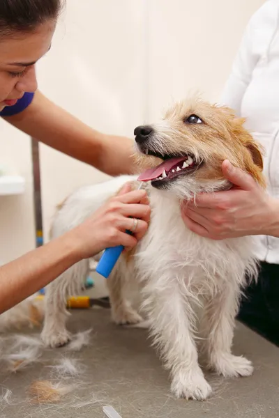 Jack Russell Terrier getting his hair cut Stock Photo