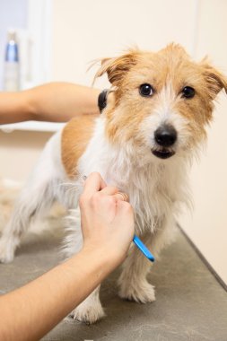 jack russell terrier onun saç kesme getting