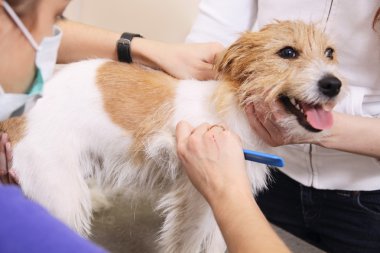 jack russell terrier onun saç kesme getting