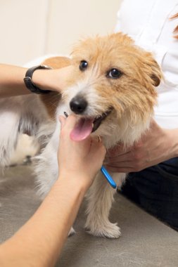 jack russell terrier onun saç kesme getting