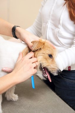 jack russell terrier onun saç kesme getting