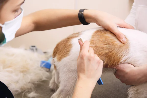 Jack russell Terriër krijgt zijn haar knippen — Stockfoto