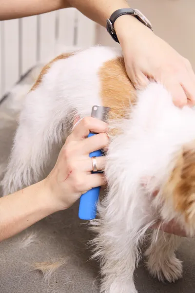 Jack Russell Terrier getting his hair cut — Stock Photo, Image