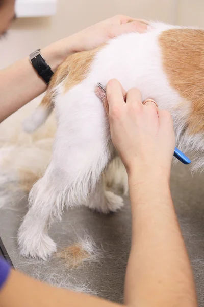 Jack Russell Terrier lässt sich die Haare schneiden — Stockfoto