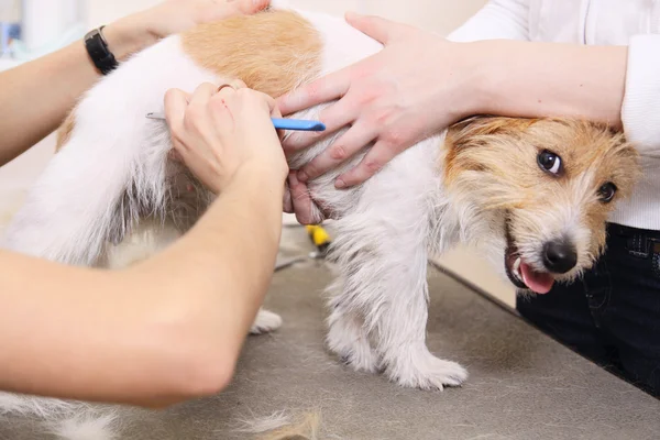 Jack russell terrier få hans frisyr — Stockfoto