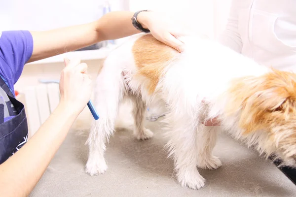 Jack russell Terriër krijgt zijn haar knippen — Stockfoto