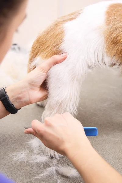 Jack russell terrier onun saç kesme getting — Stok fotoğraf